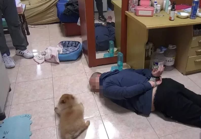 宋男飼養的松鼠博美「乖乖」可愛的趴下不敢亂動。(翻攝畫面)