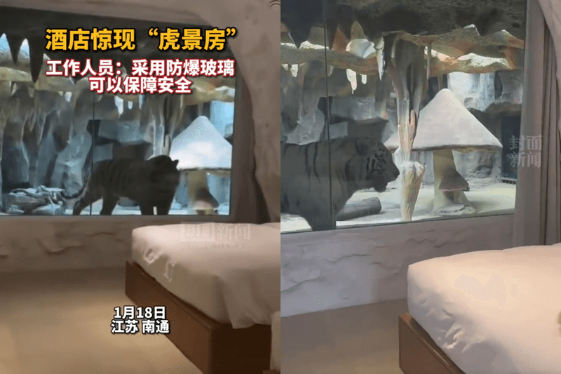 飯店推「猛獸客房」,房客透過防爆玻璃可看到老虎在窗邊來回踱步。(翻攝自微博)