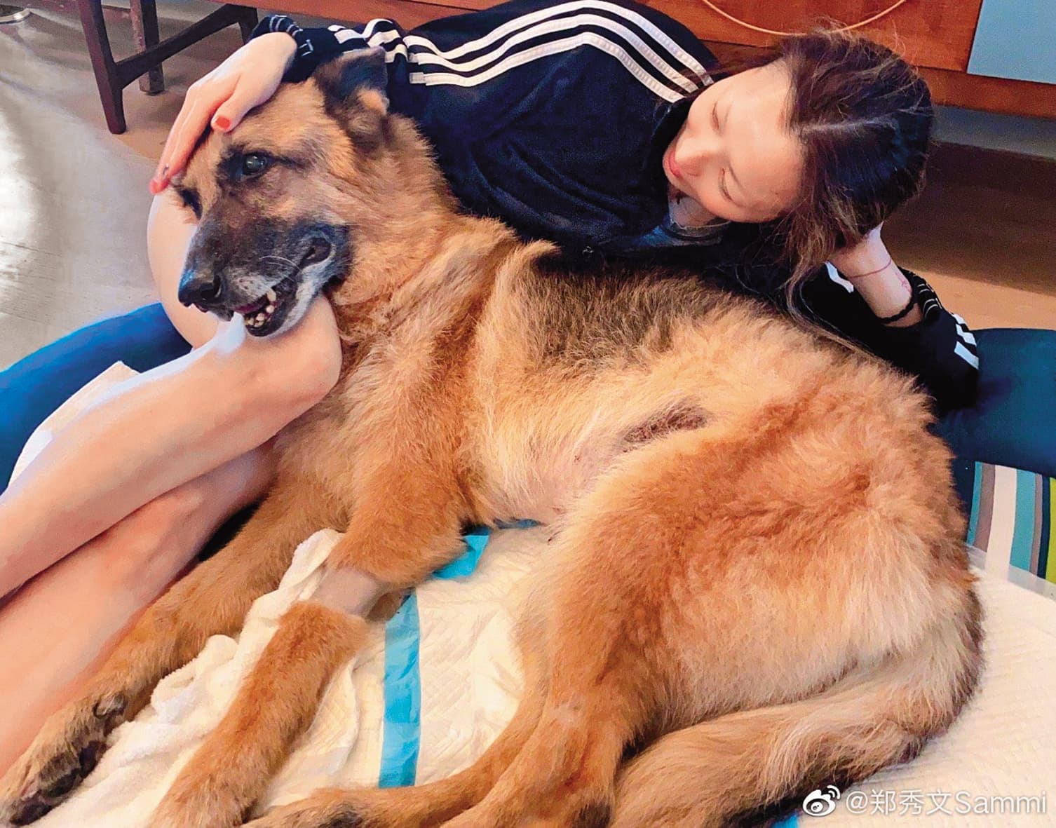 與許志安一起飼養的愛犬Lucky,鄭秀文把牠當自己兒子般,在牠最後的生命裡盡全力照料陪伴。(翻攝自鄭秀文微博)