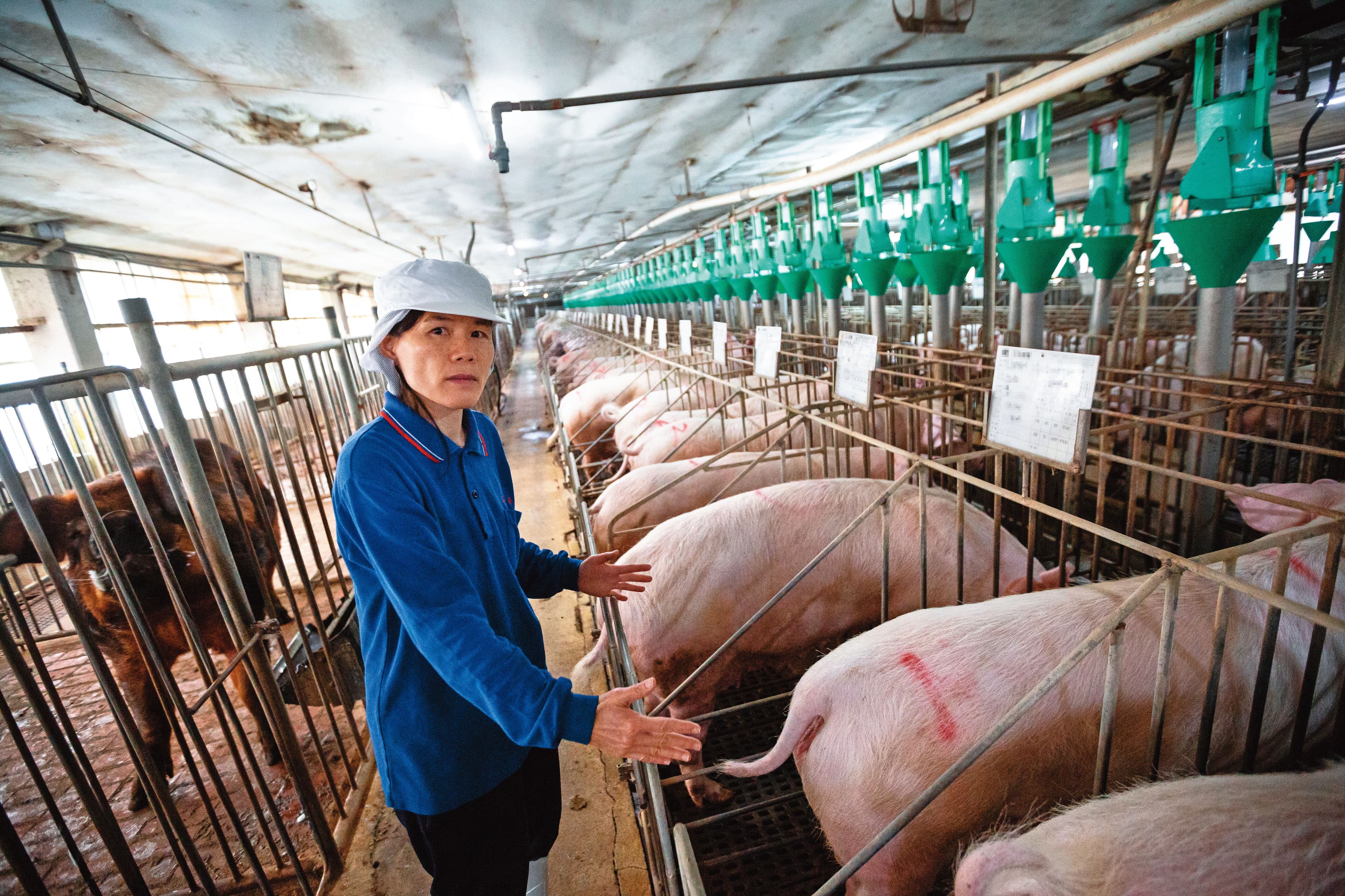 經濟動物飼養過程強調效率,在台灣,有些豬一生都被飼養在連轉身都難的狹欄裡。