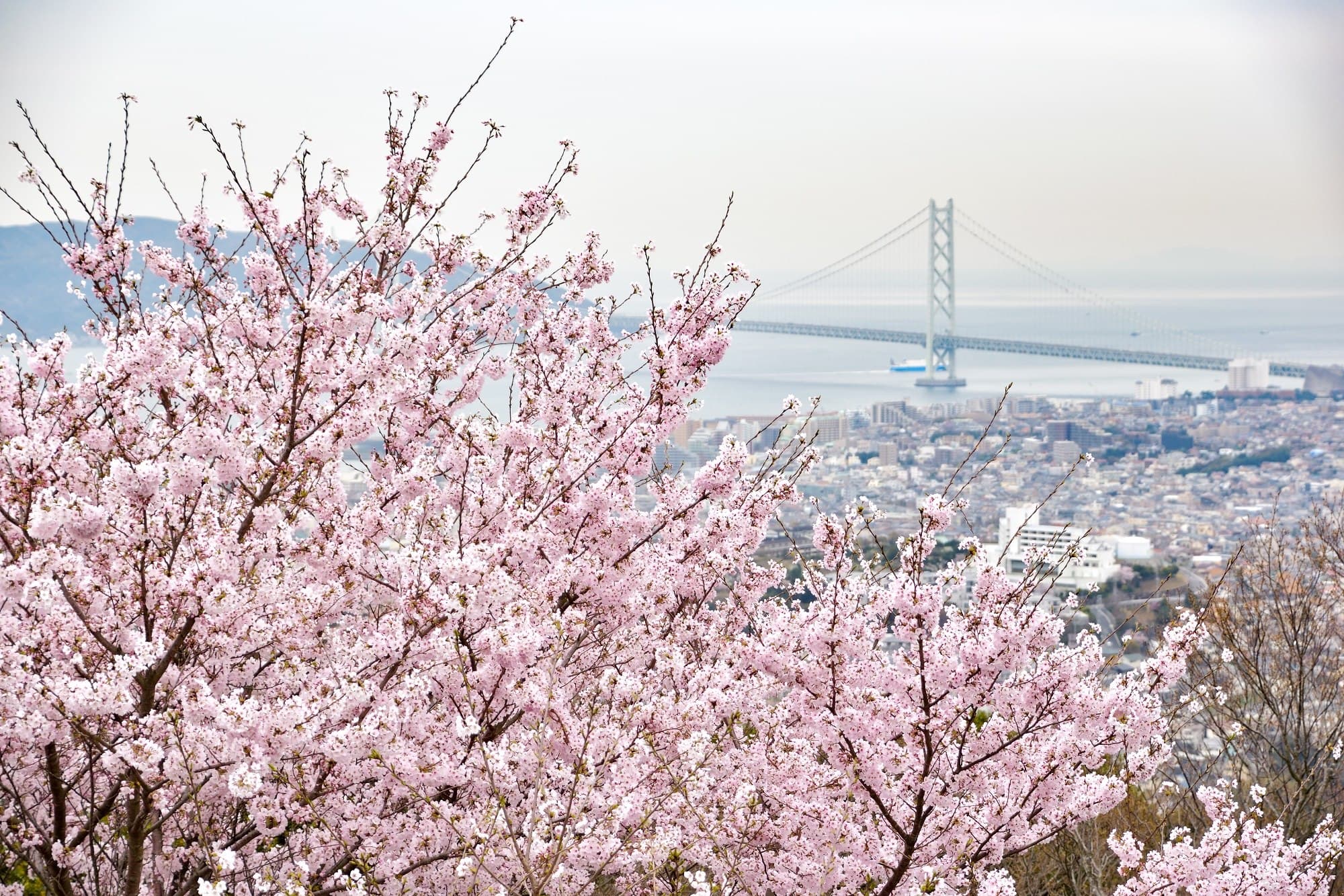 搭乘纜車上到抵達的「須磨浦山上遊樂園」可欣賞到大絕景。(神戶觀光局提供)