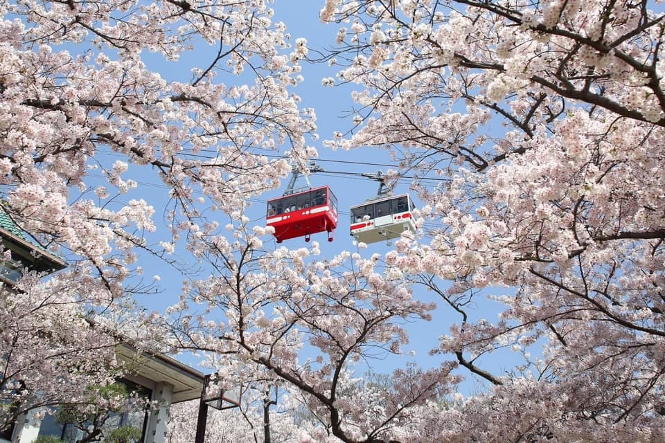 纜車路過滿開的櫻花樹。(神戶觀光局提供)
