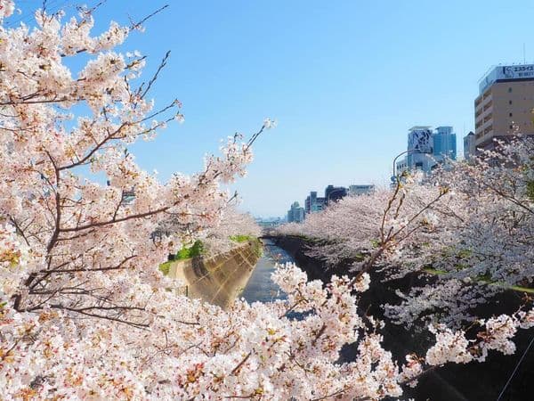 位於神戶市中心生田川公園,兩岸櫻花樹盛開時被稱為「布引花街道」。(神戶觀光局提供)