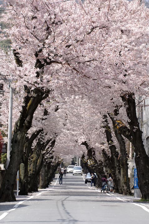 綿延櫻花花景的「高尾街道」。(神戶觀光局提供)