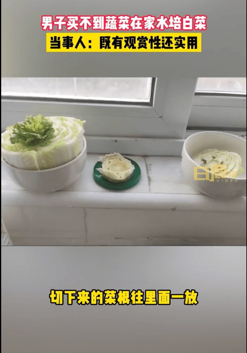 上海把菜根放到水裡自己種。(翻攝白鹿影音微博)
