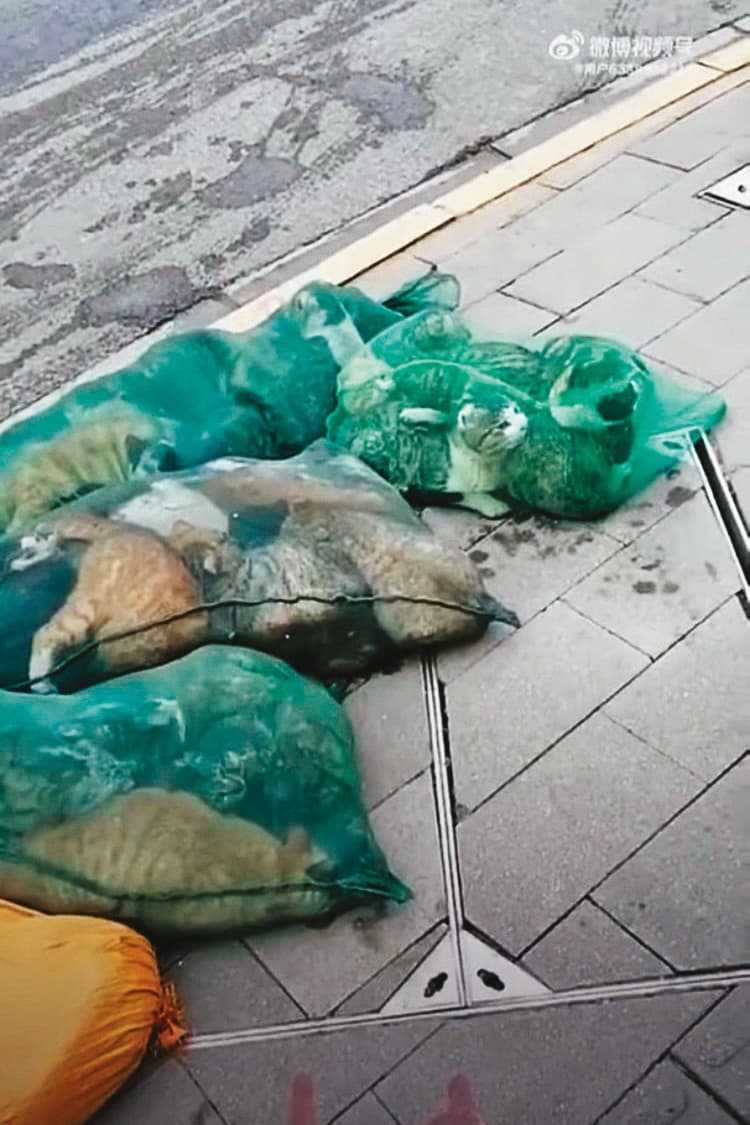 中國網友爆料,許多民眾因染疫被迫移至他處隔離,他們的寵物貓被當局集中處置、前途未卜。(翻攝自推特)