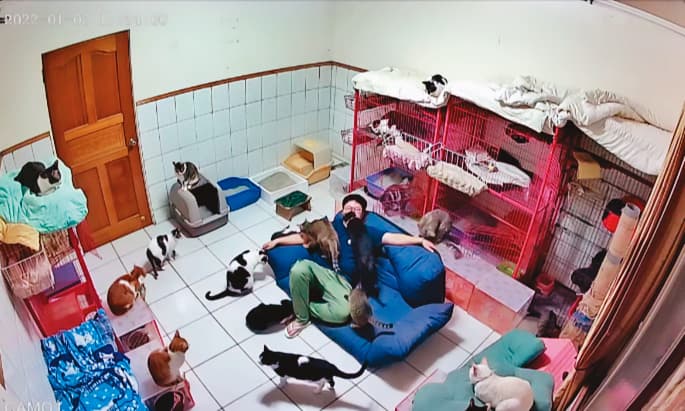 浪浪的後盾協會收養37隻動物,全都擠在狹小的房間。(讀者提供)
