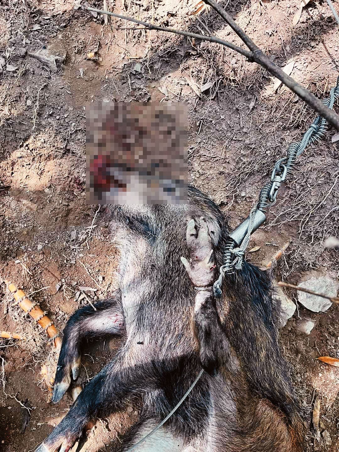 山豬被非法獵具彈簧鞭困住後,越掙扎、束縛越緊,十分殘忍。(翻攝賴男臉書)