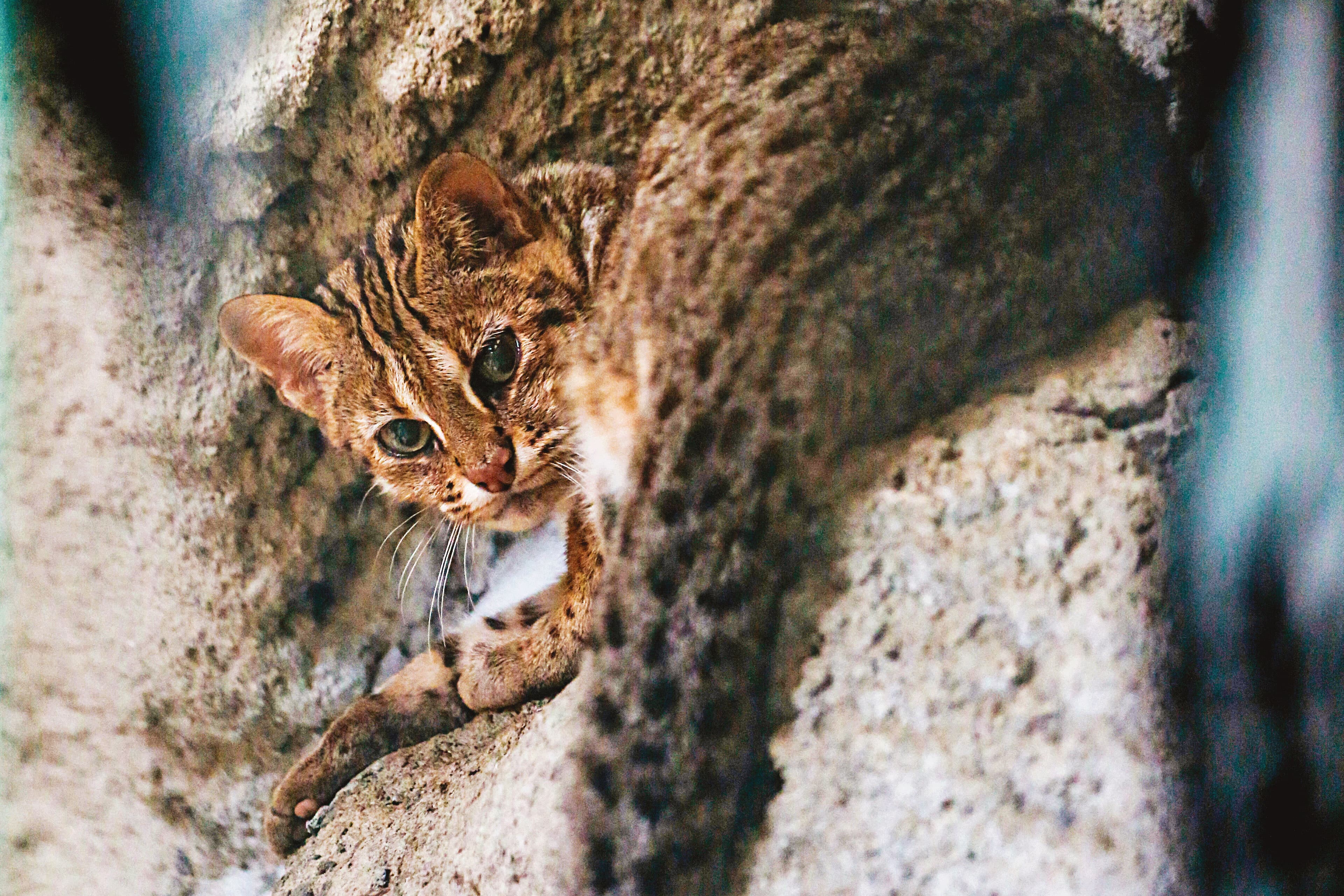 保育類野生動物石虎(圖)數量稀少,在台灣瀕臨滅種危機。
