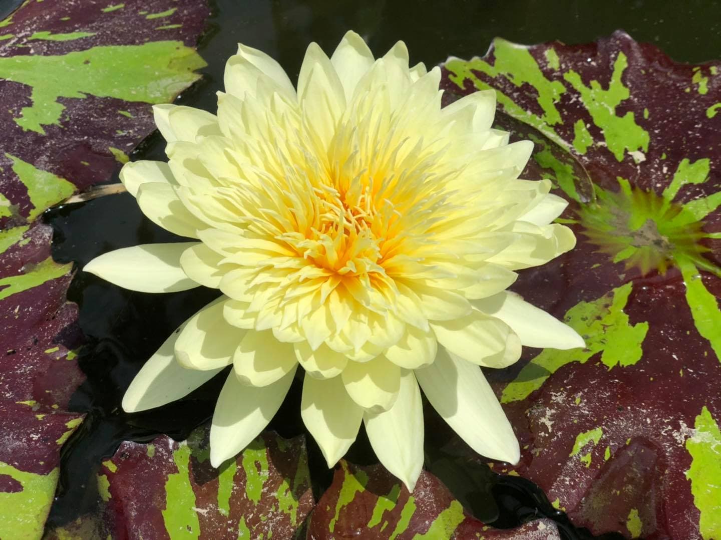 余昶佑培育出的新品種蓮花,嬌豔欲滴。(翻攝大果農莊臉書粉絲團)