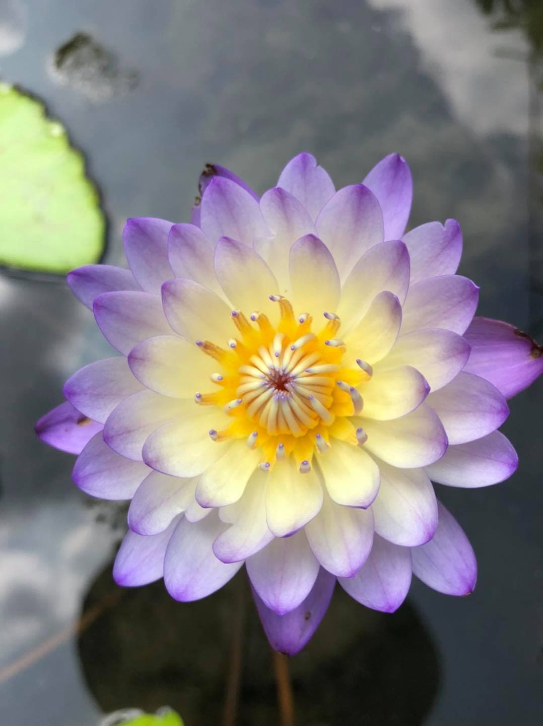余昶佑培育出的新品種蓮花,嬌豔欲滴。(翻攝大果農莊臉書粉絲團)