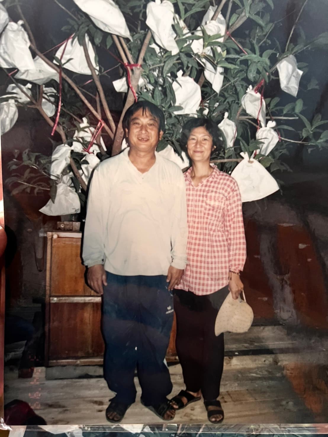 余日鄉(左)與葉金梅(右)種蓮霧技術了得,身後這棵蓮霧樹是受長榮集團創辦人張榮發生前曾委託照顧,結果後長榮出動防震拖板車,將整棵樹運上北部栽種,吃多少摘多少。(大果農莊提供)
