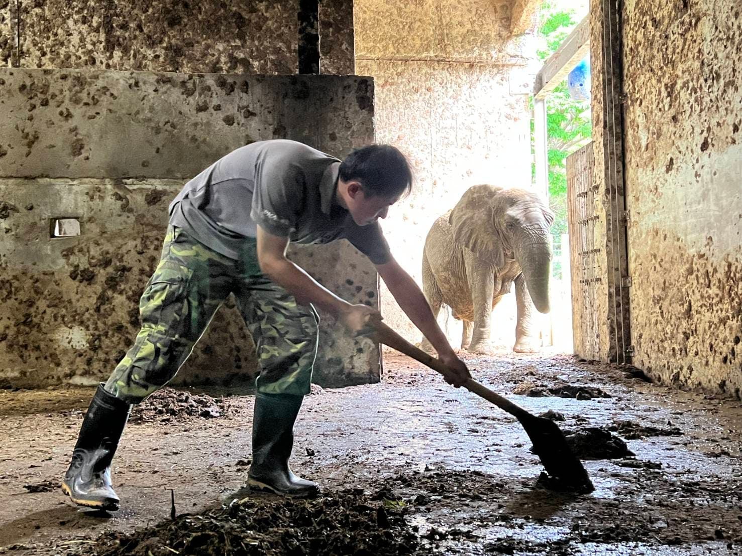 保育員林裕強每天一早就化身鏟屎官,幫忙清理阿里的房間。(壽山動物園提供)
