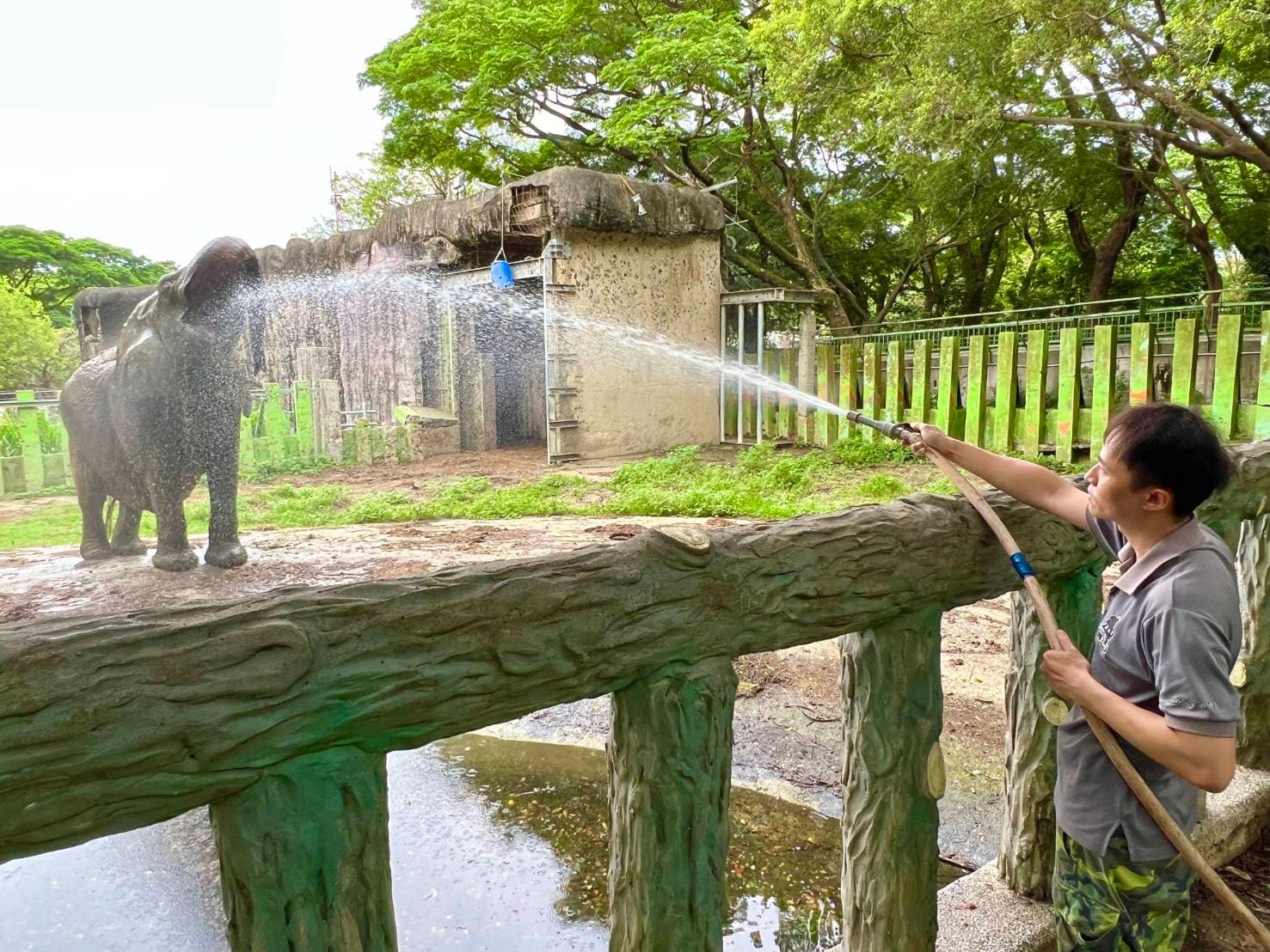 林裕強也會幫非洲象阿里沖澡,阿里還趁沖澡機會喝水。(壽山動物園提供)