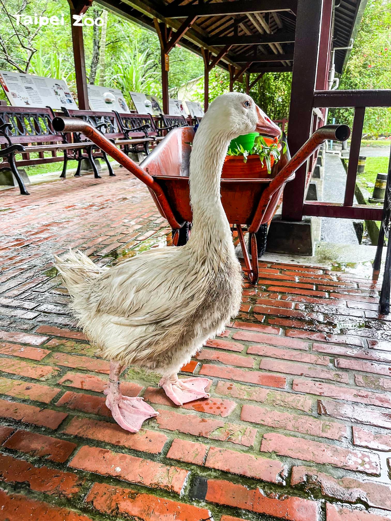 一隻白羅曼鵝外觀髒兮兮，讓人懷疑牠是否生病了？（台北市立動物園提供）