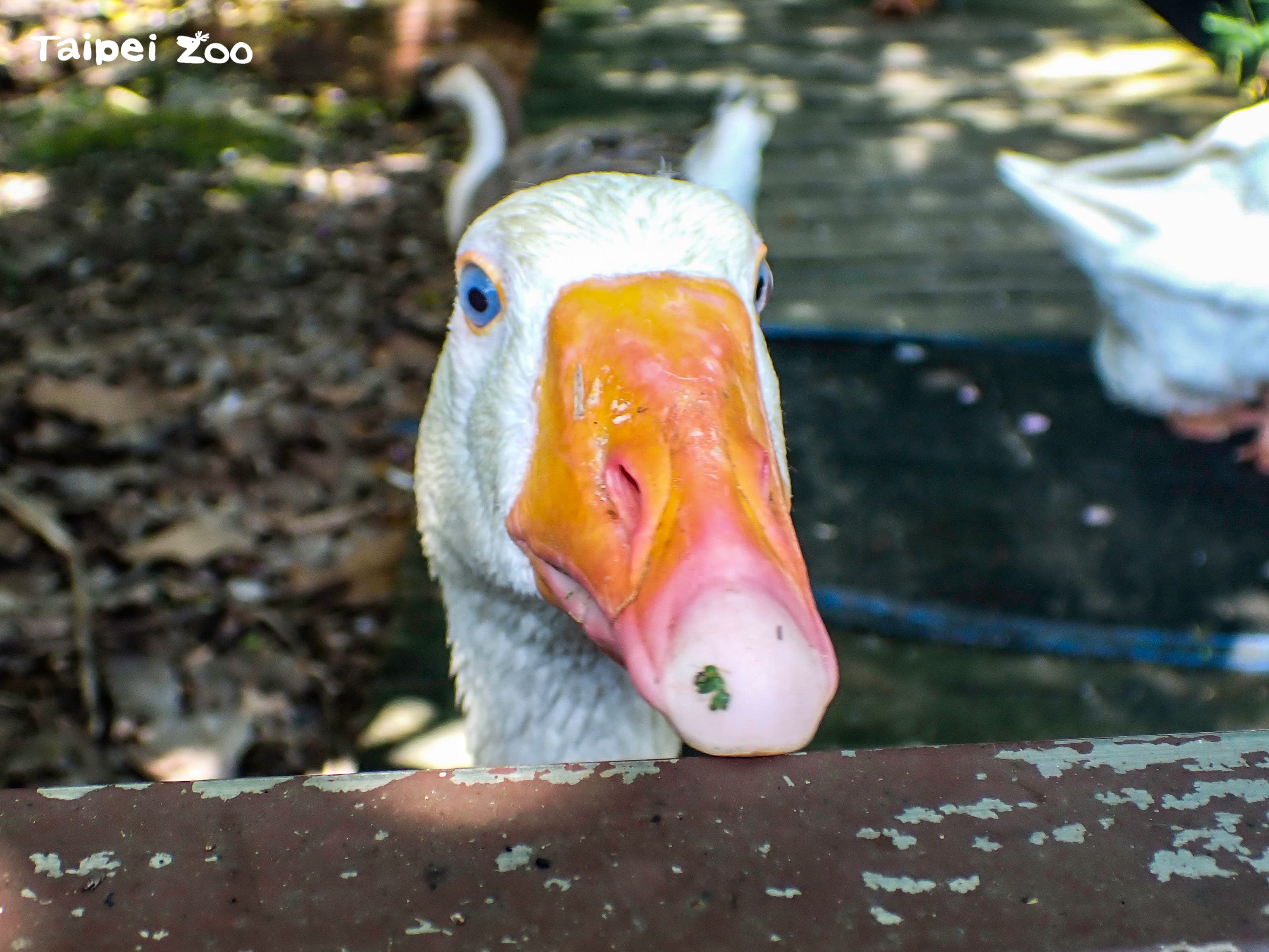 一隻白羅曼鵝不敢到大水池游泳戲水。（台北市立動物園提供）