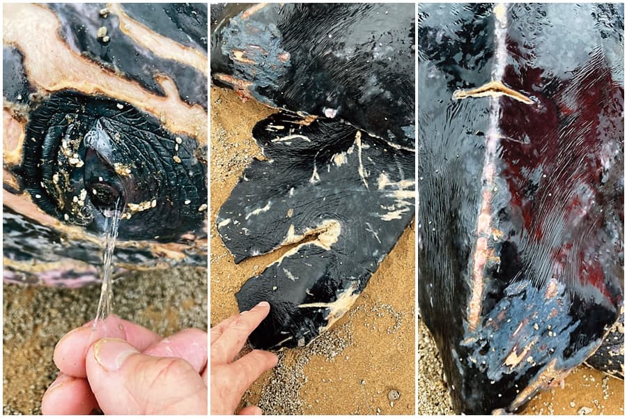 擱淺革龜眼裡布滿2021年底日本小笠原群島海底火山爆發後形成的浮石,尾與右後鰭足幾乎被流刺網削斷。(林群攝)