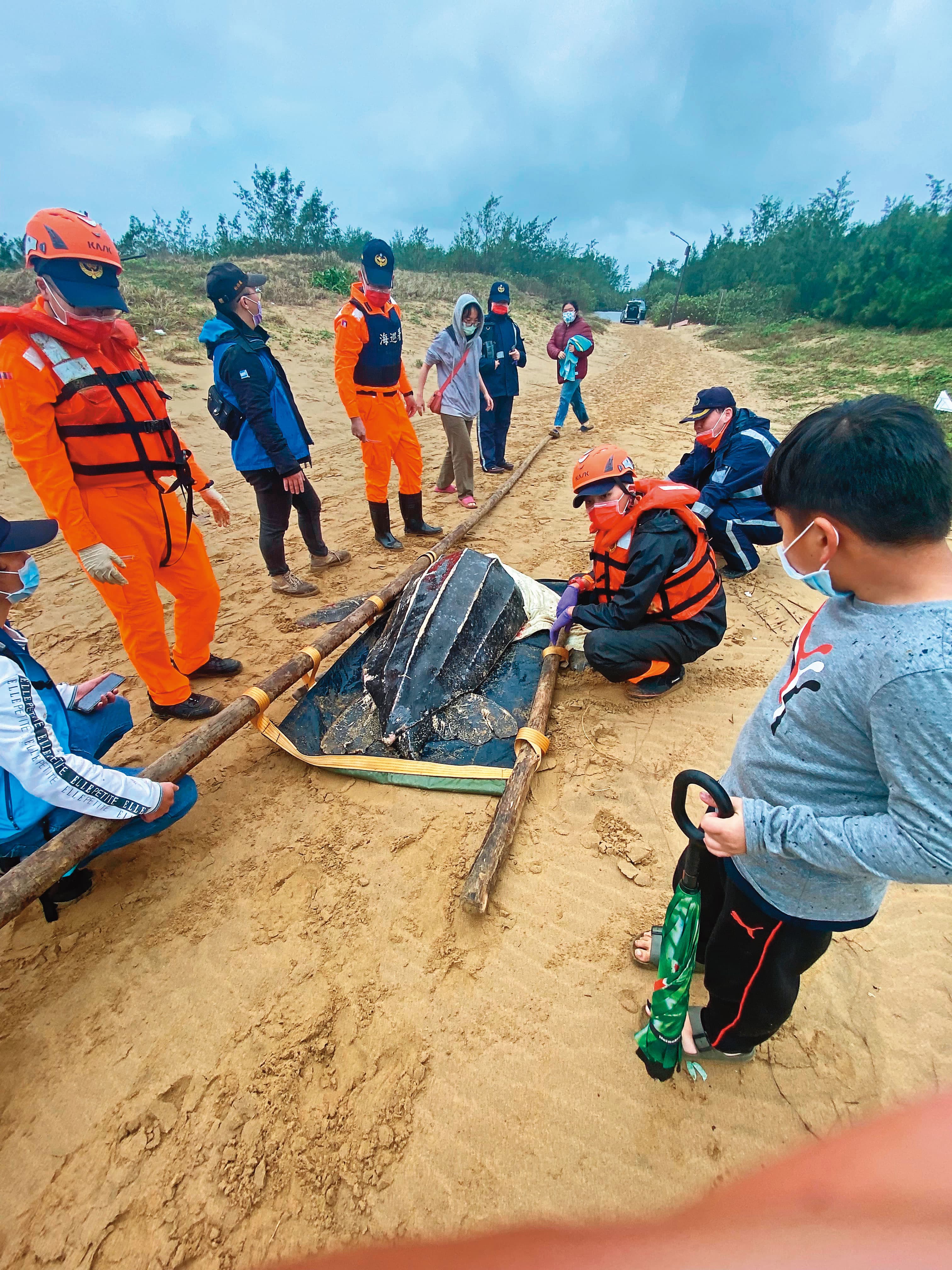 革龜獲救後被送往海洋大學照護,但隔日因壞死性腸炎與敗血性血栓等問題身亡。(林群攝)