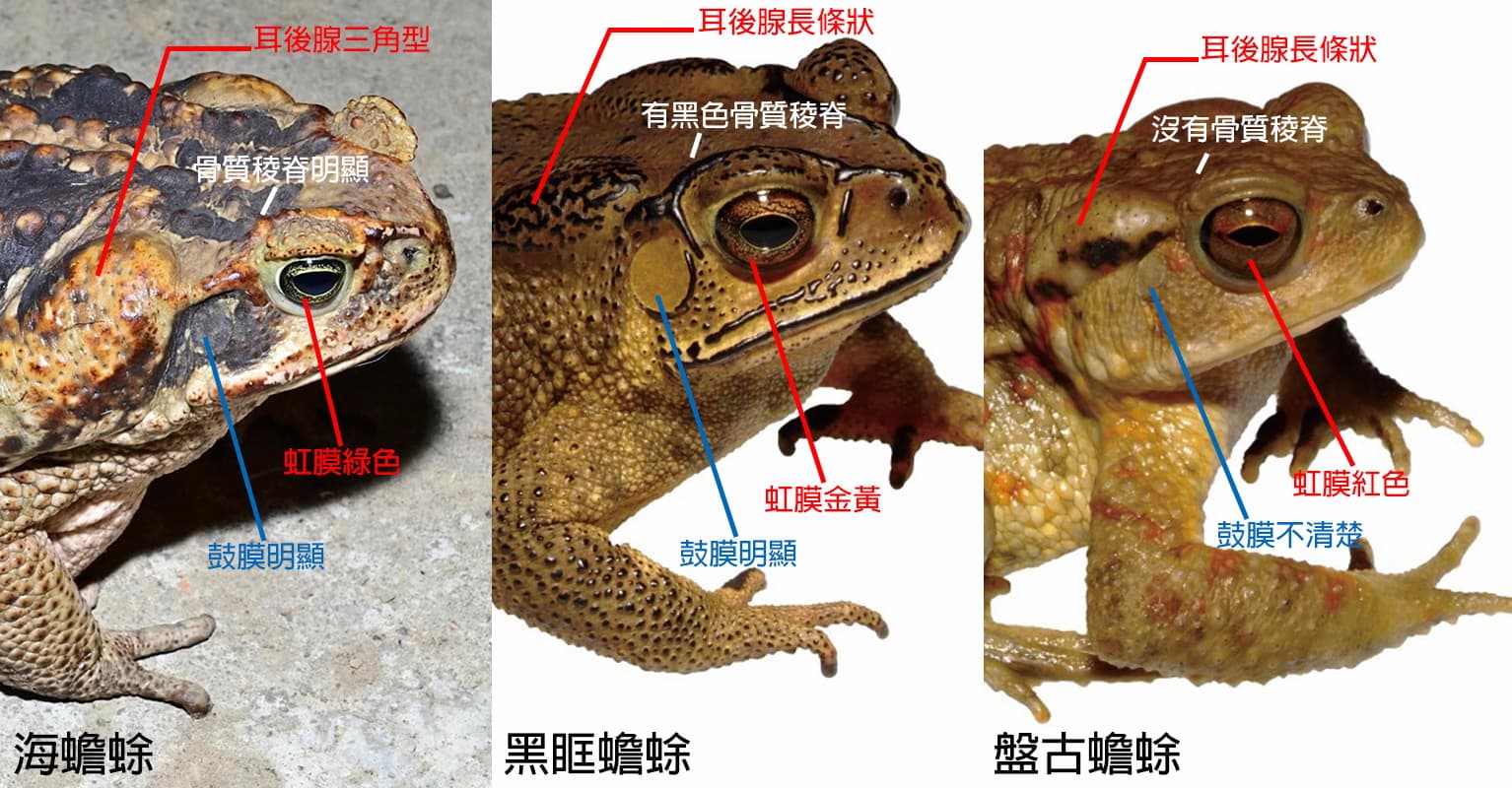 海蟾蜍、黑眶蟾蜍、盤古蟾蜍的辨識照片。(台東縣政府提供)