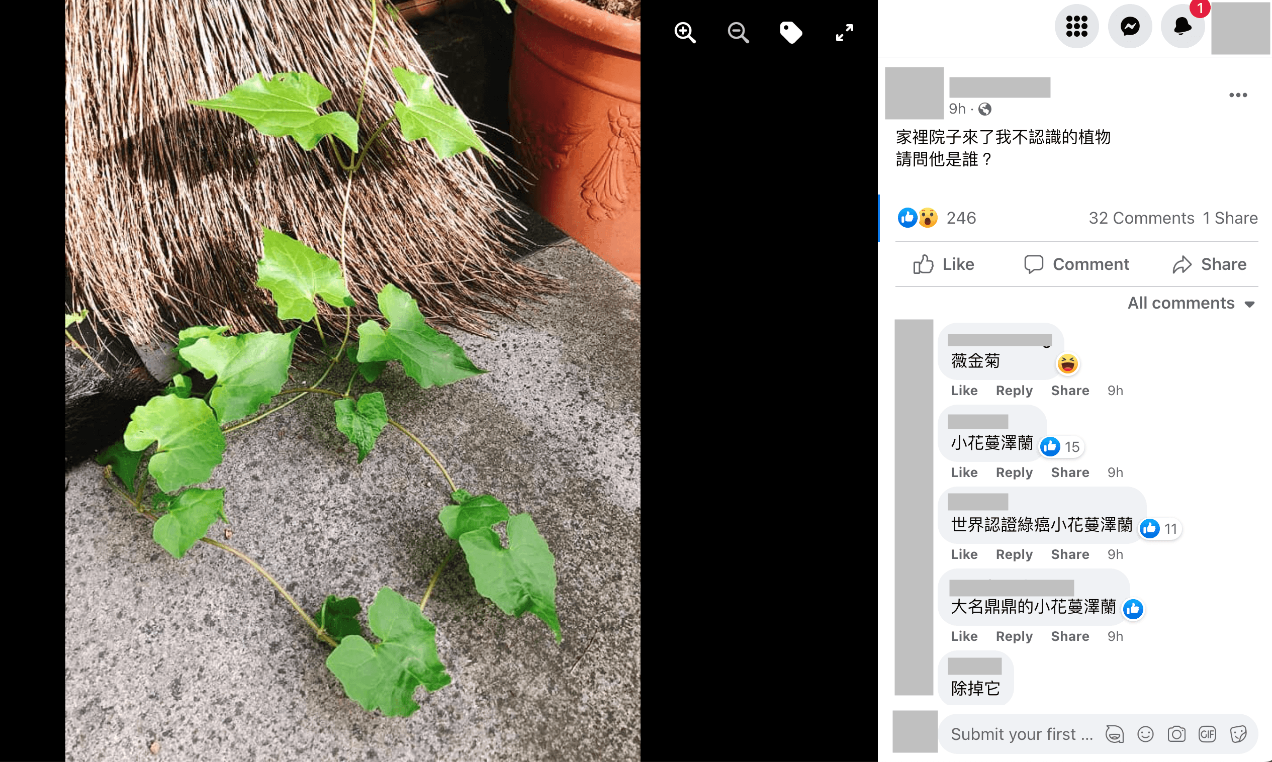 小花蔓澤蘭出現在民眾家裡的院子。(翻攝「認識周遭的植物」臉書社團)