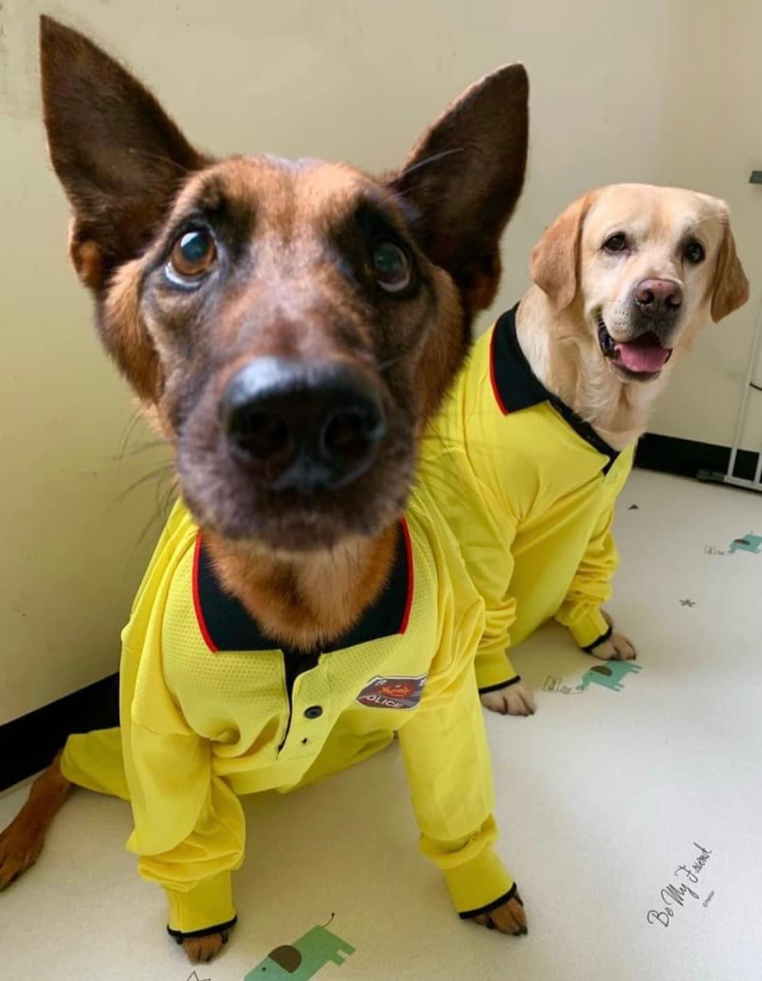 今年警察節粗骨與福星。（翻攝警犬福星臉書）