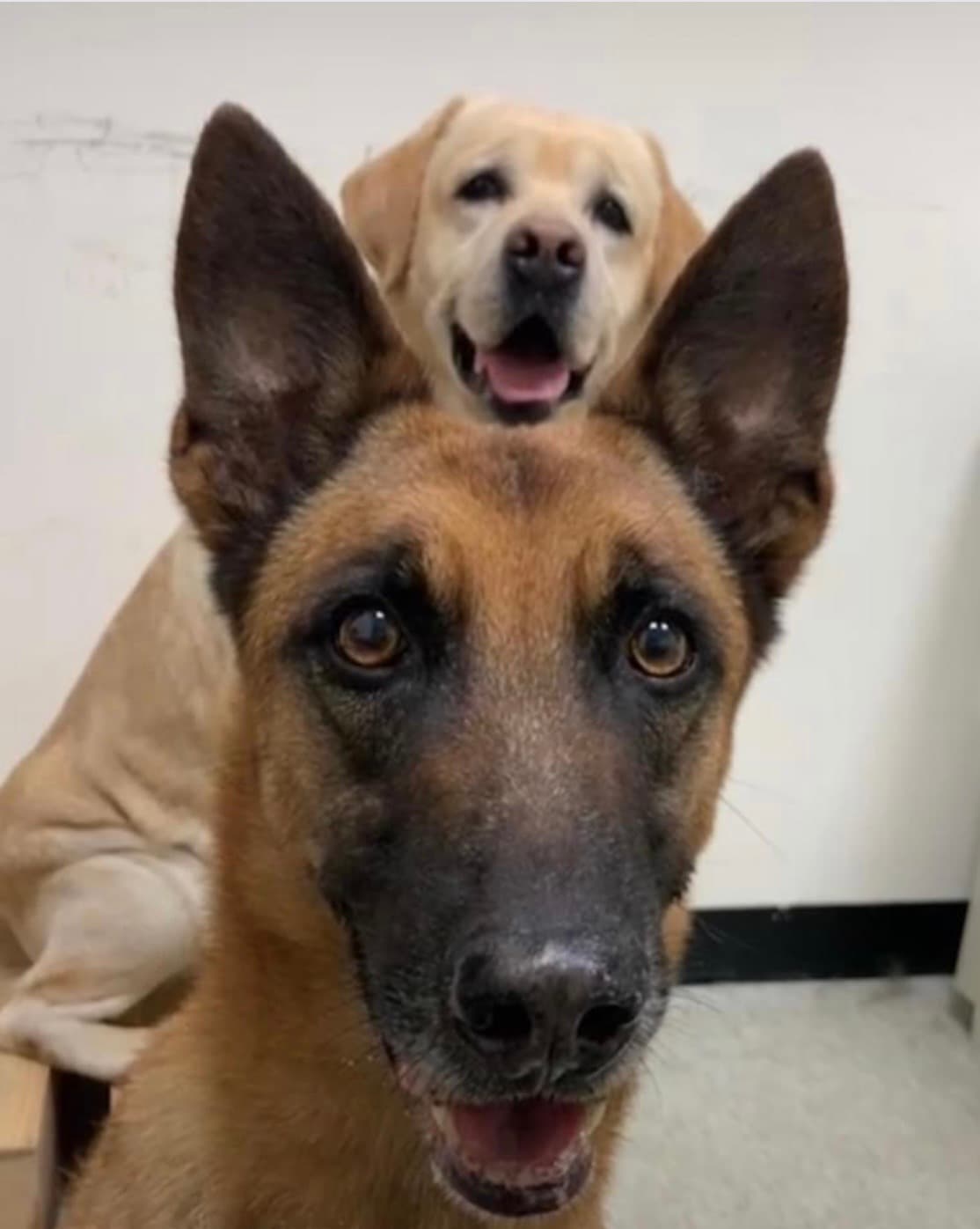 警犬粗骨疼愛福星。（翻攝警犬福星臉書）