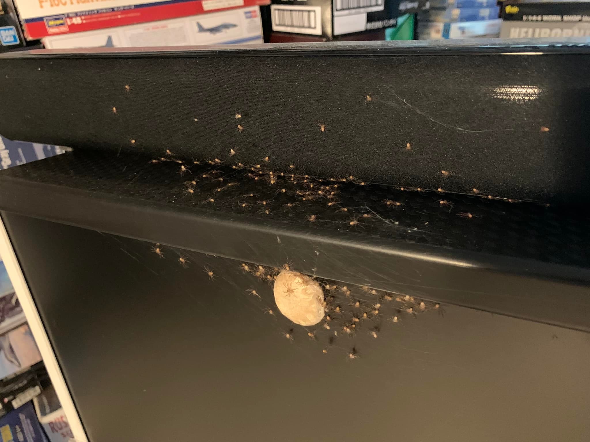 有網友發現自己的螢幕被「喇牙」白額高腳蛛下的蛋,甚至已孵出上百隻小蜘蛛。(翻攝自爆廢公社)
