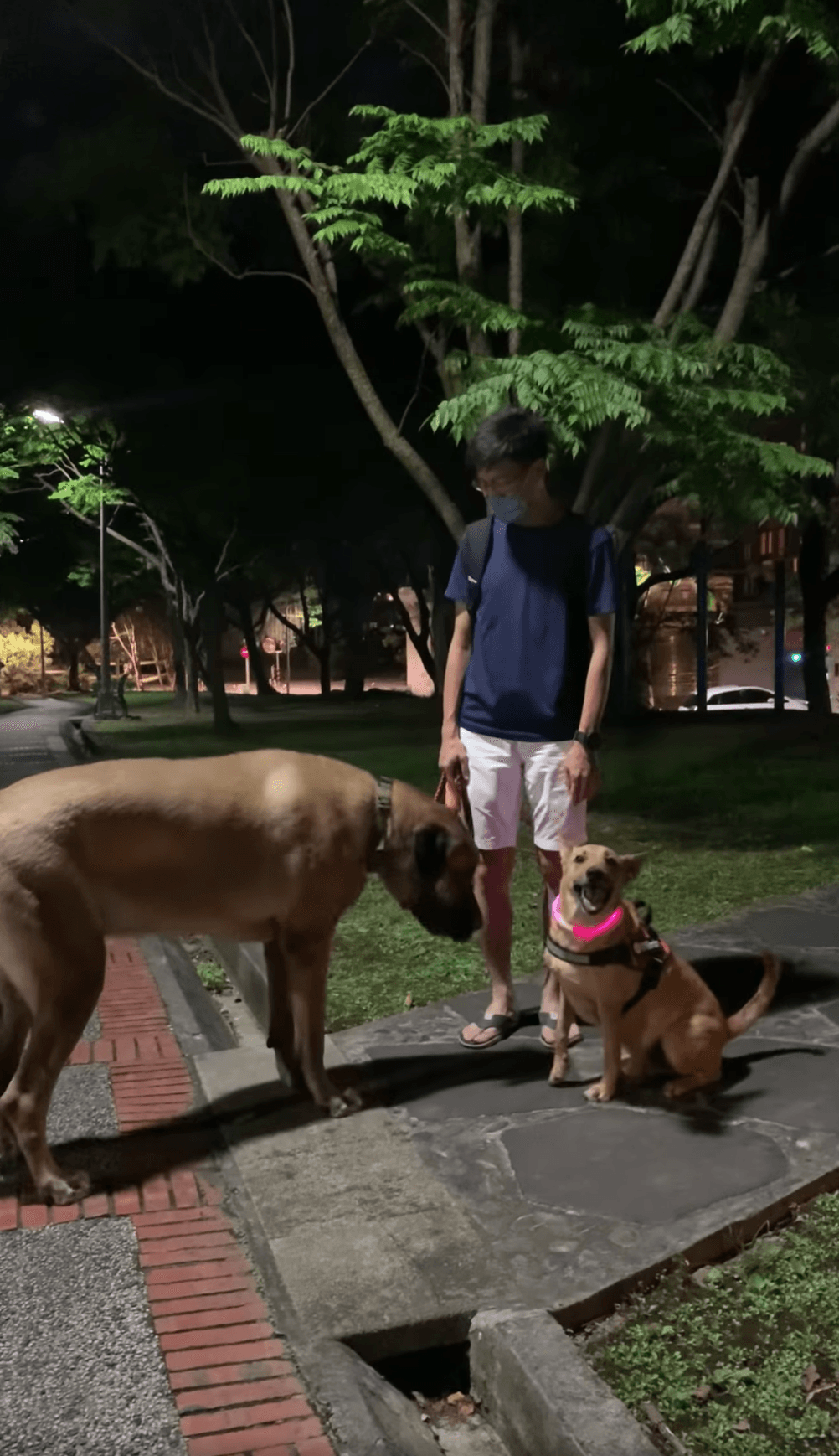 米克斯在高山犬面前秒變吉娃娃。(翻攝自米克斯傳奇臉書)