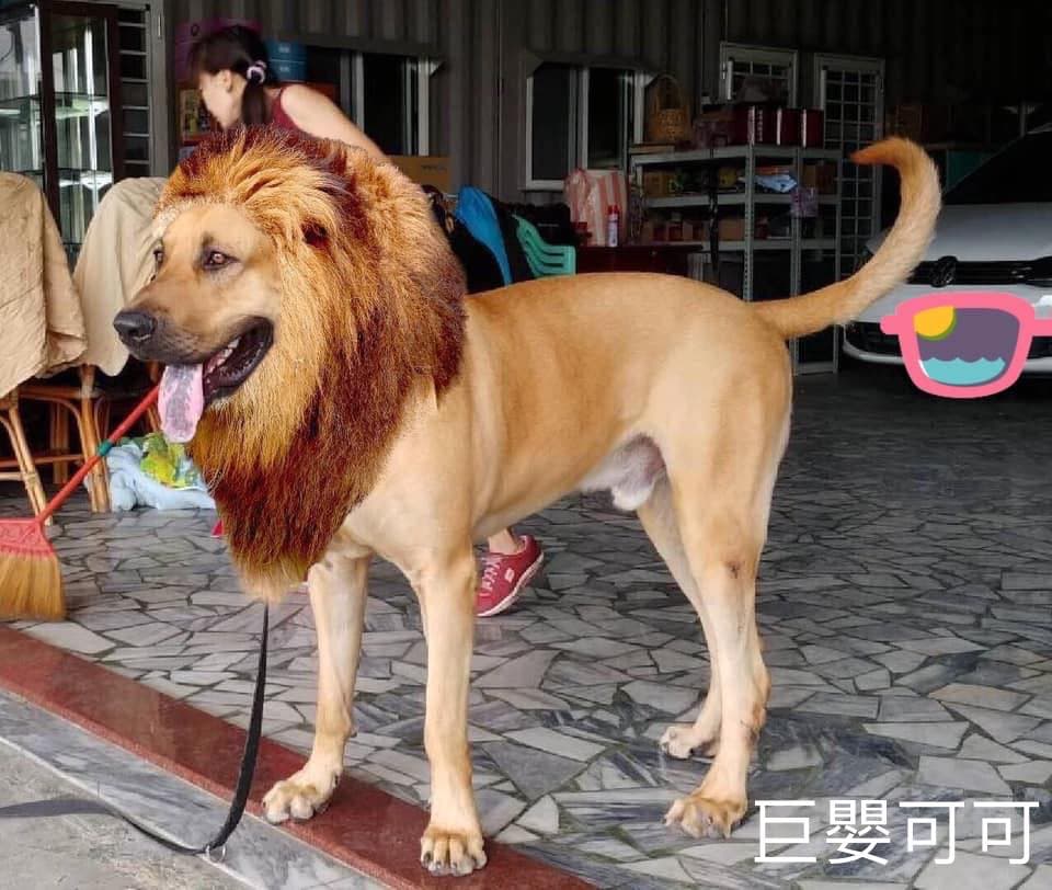 巨嬰可可是一隻高山犬網紅。(翻攝自巨嬰可可與牛頭妞兒臉書)