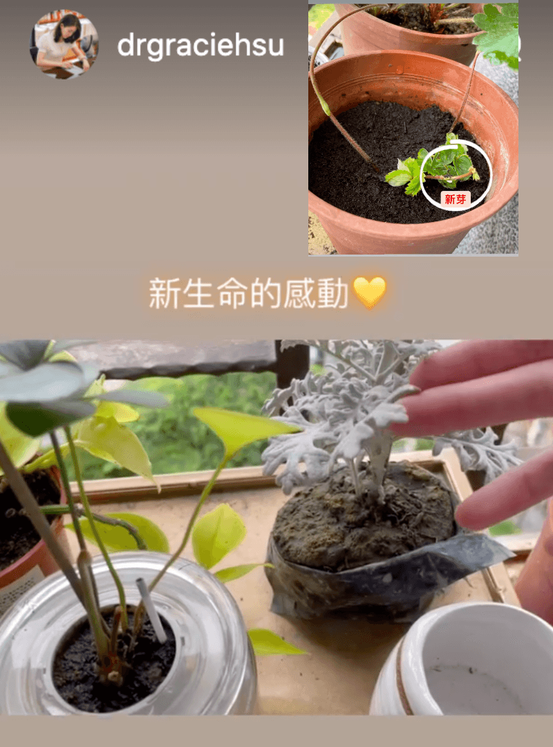 小三不倫風波後,許藍方戀上養貓與種植物,開心分享「新生命的感動」。(翻攝自許藍方IG)