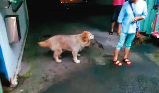 周姓少年竟只因為愛犬被嫌臭,就憤而持刀行凶。(翻攝畫面)