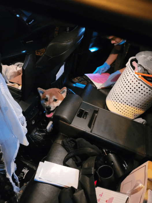 李男飼養的柴犬在後座默默看著警方搜索。（翻攝自記者爆料網）
