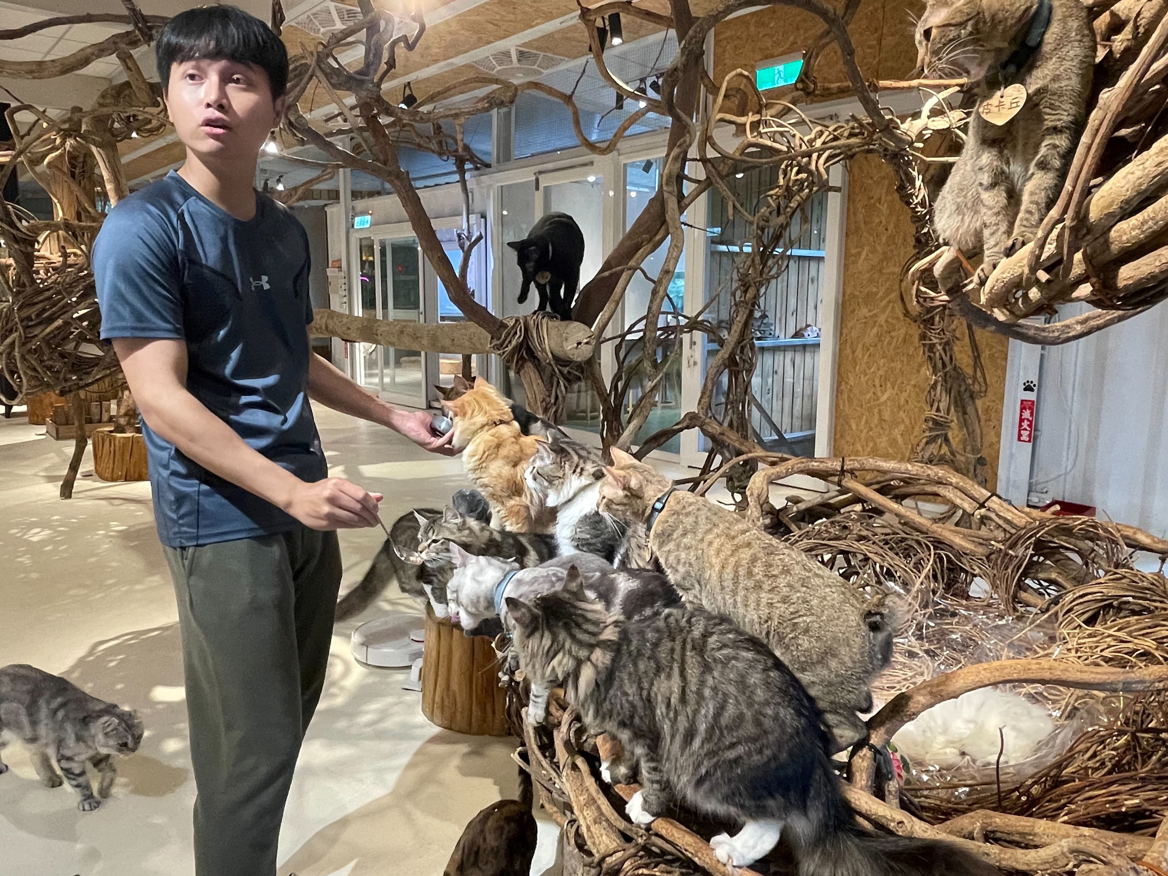 貓谷咖啡廳室內的樹藤的構思於鳥巢概念,滿足貓咪天生喜愛攀爬的欲望。(新北動保處提供)