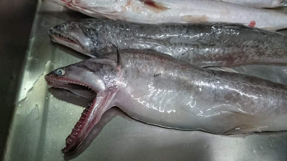 「那個魚」長相不討喜，但肉質軟嫩如果凍，通常會用油炸、煮湯的方式來料理。（貓居手作料理提供）