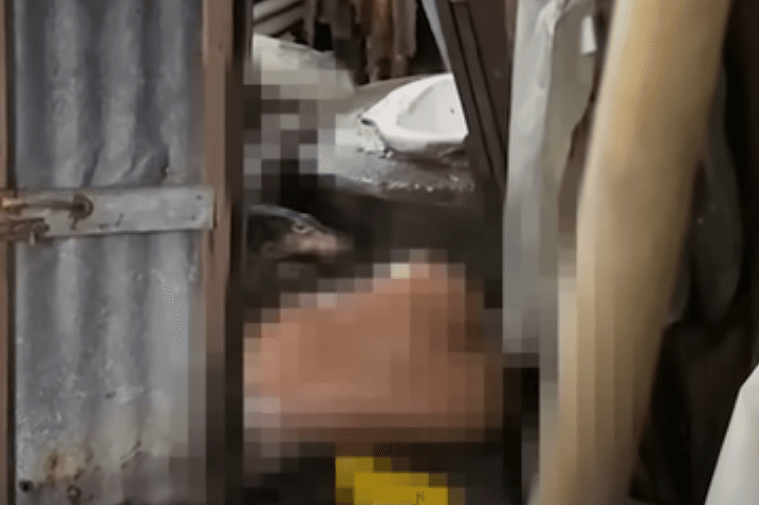 警方到場可見死者倒臥在浴室馬桶邊,目睹遺體遭澤巨蜥啃食。(翻攝YouTube頻道Thairath Online)。