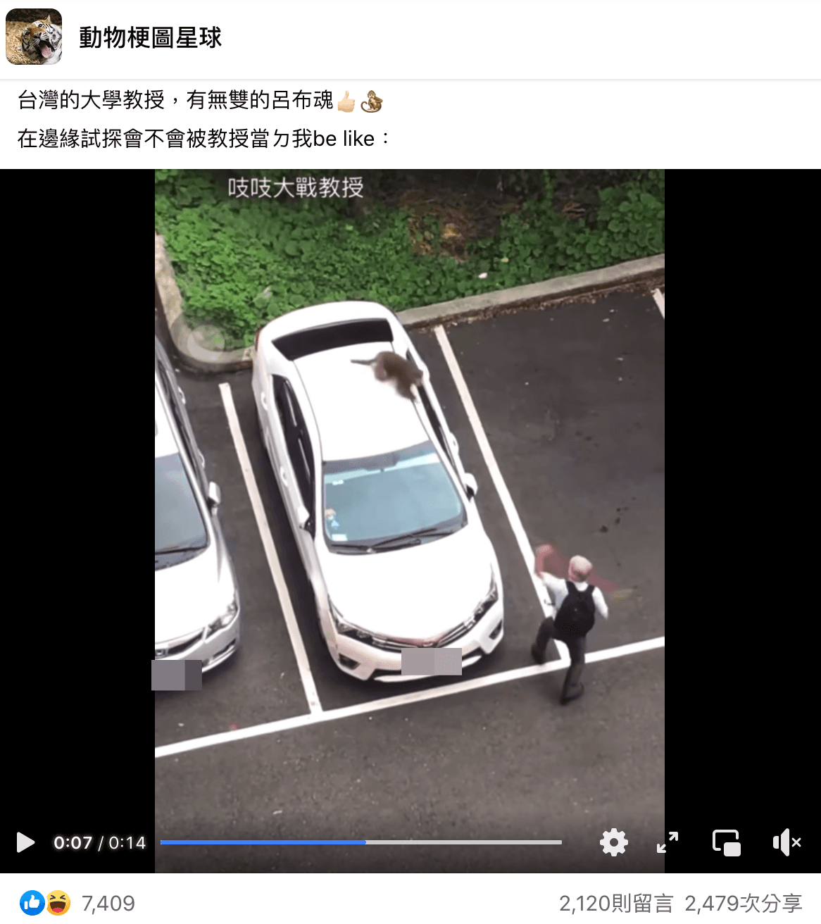 中山大學教授遇到台灣獼猴開啟戰鬥模式。(翻攝自動物梗圖星球臉書)