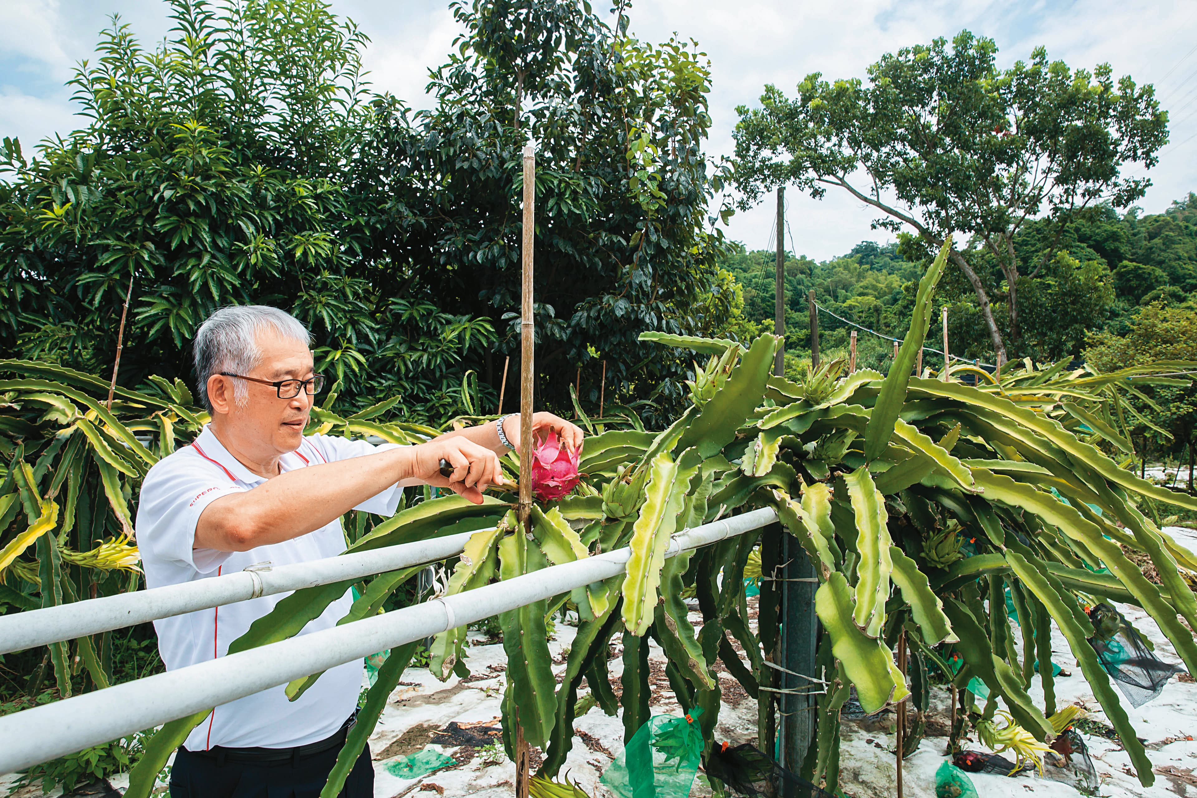 黃聰榮建了一個開心農場種植樹木與火龍果、芭樂等二十多樣水果，但忙到只有週末、假日可以前往放鬆。