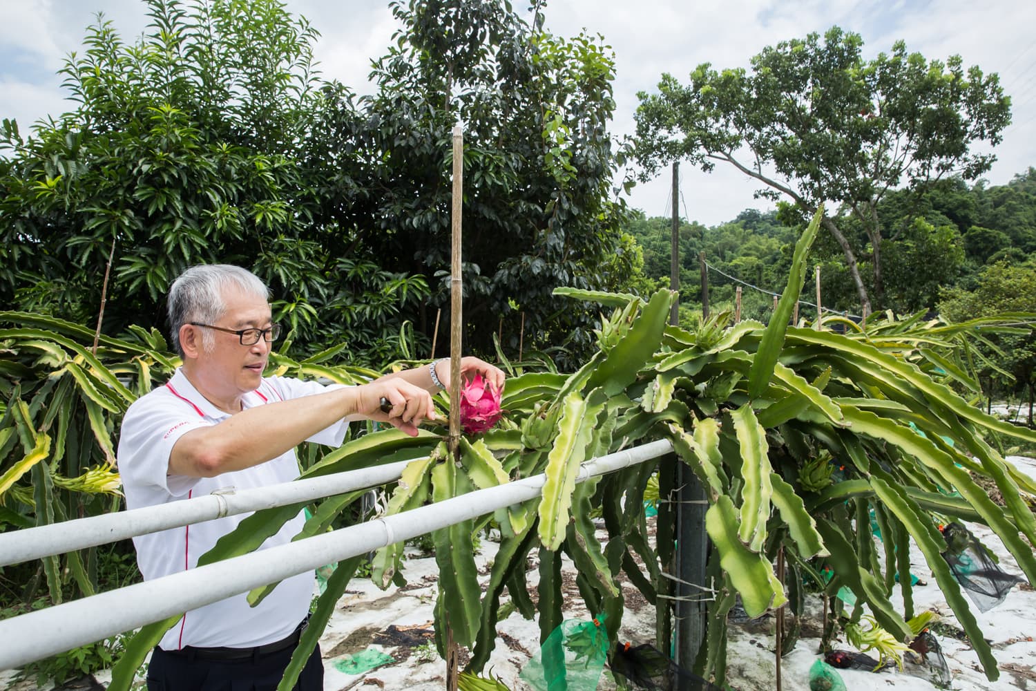 黃聰榮建了一個開心農場種植樹木與火龍果、芭樂等二十多樣水果,但忙到只有週末、假日可以前往放鬆。
