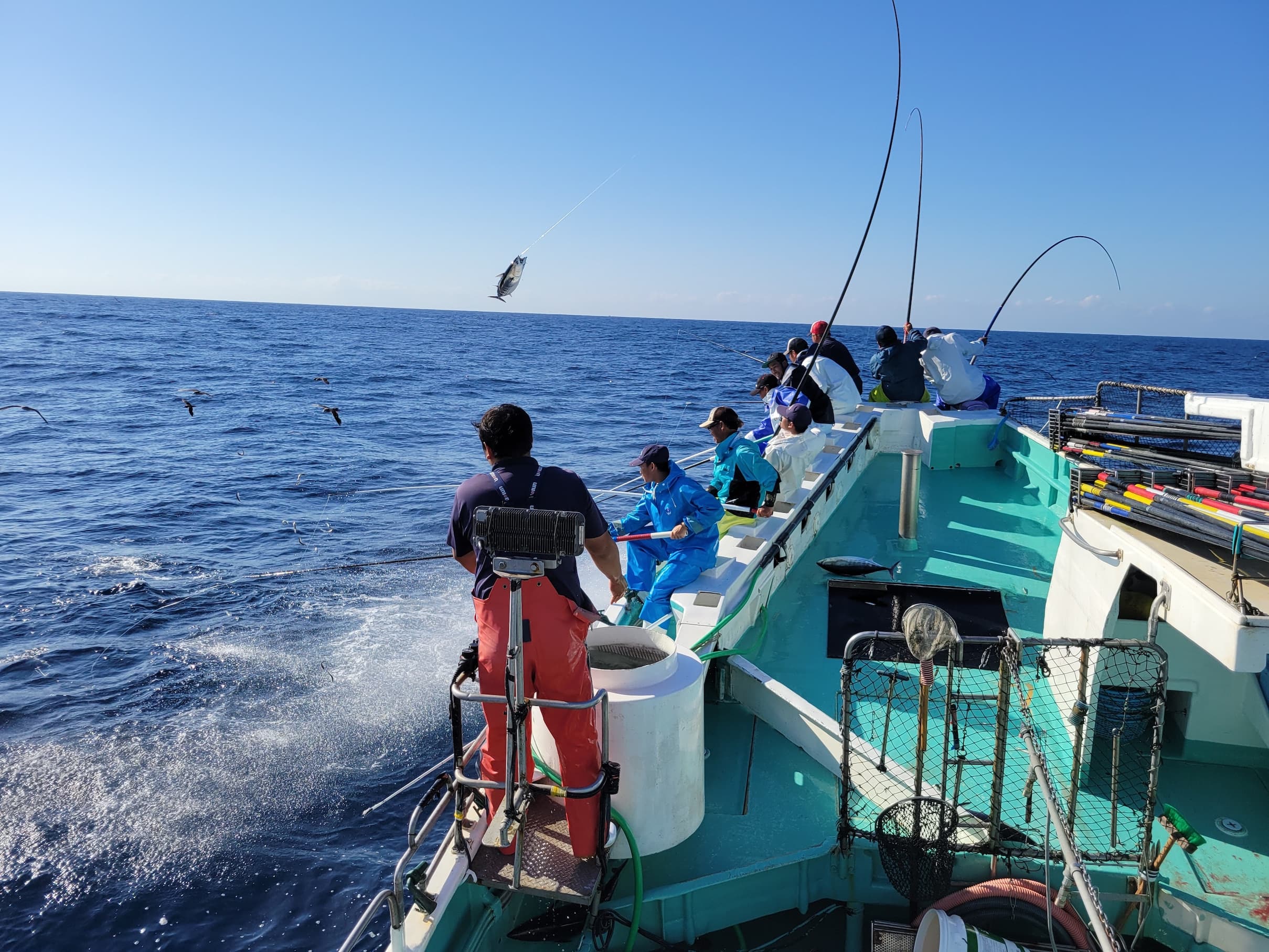 「鰹魚一本釣」是當地傳承百年的傳統捕鰹技法。(高知縣觀光會展協會提供)
