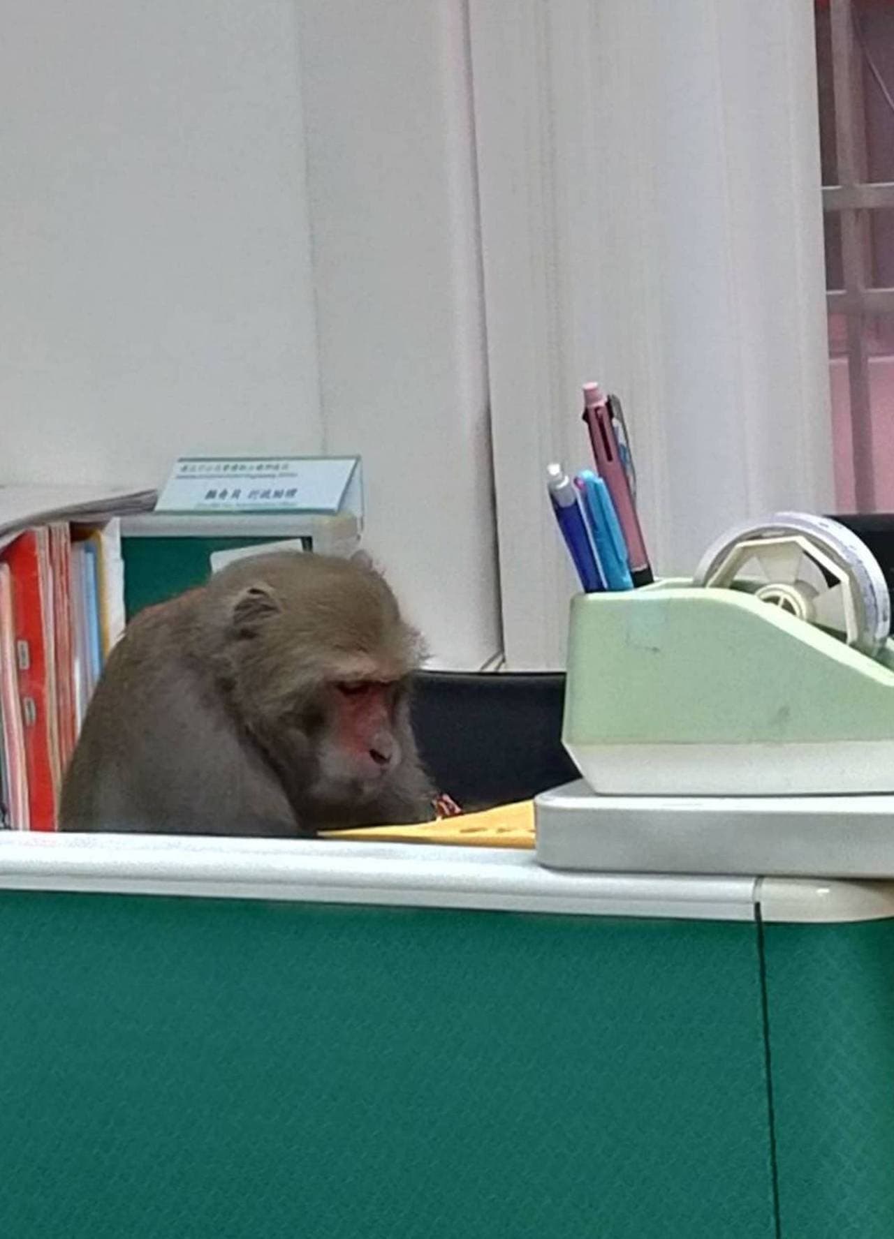 中山大學的猴子曾闖進辦公室假扮教授。(翻攝自臉書)