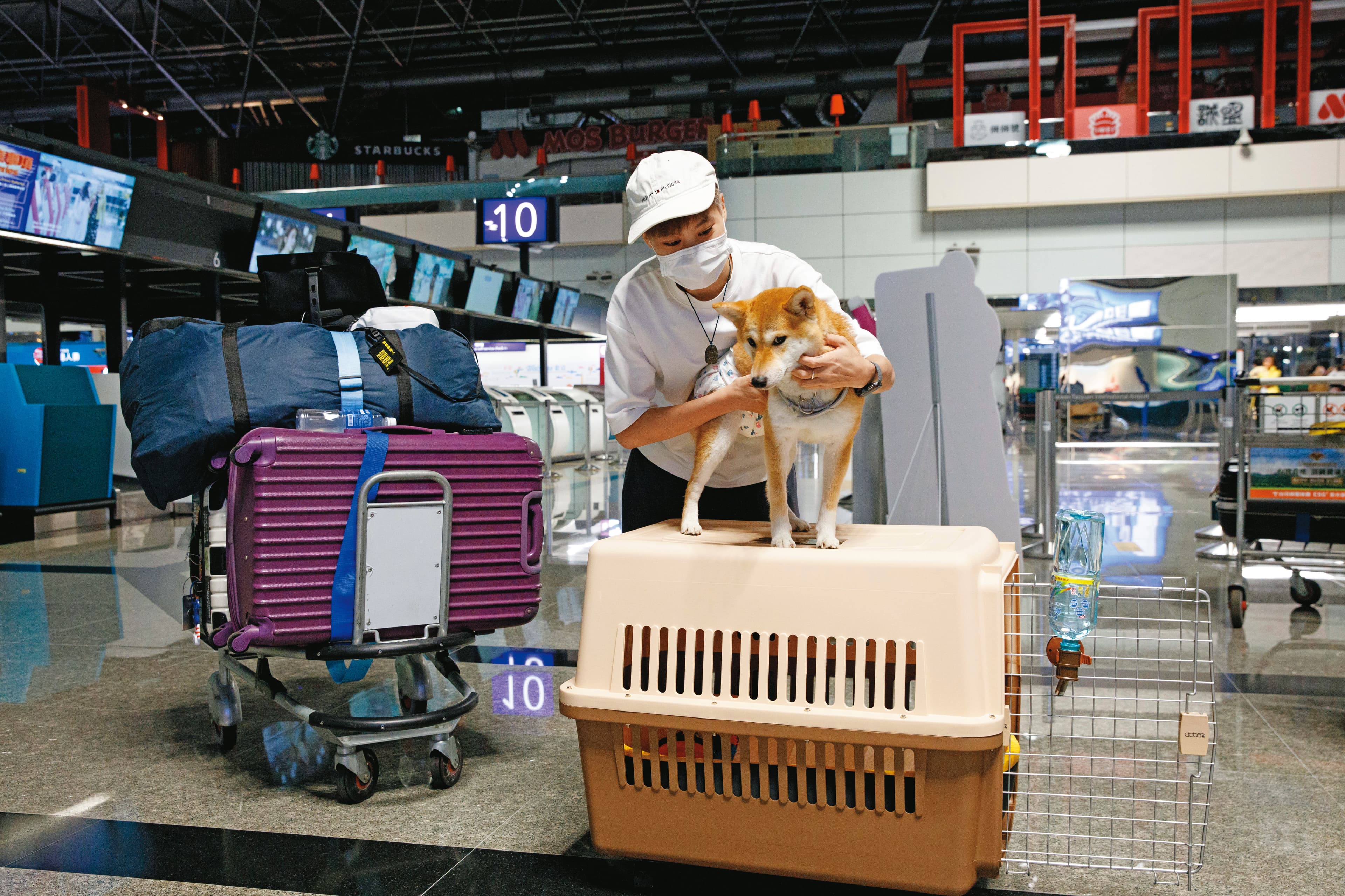 阿K的柴犬「花生」包著尿布,準備登機。為了將寵物帶往美國,她提前1週就到台北辦理程序。(王漢順攝)
