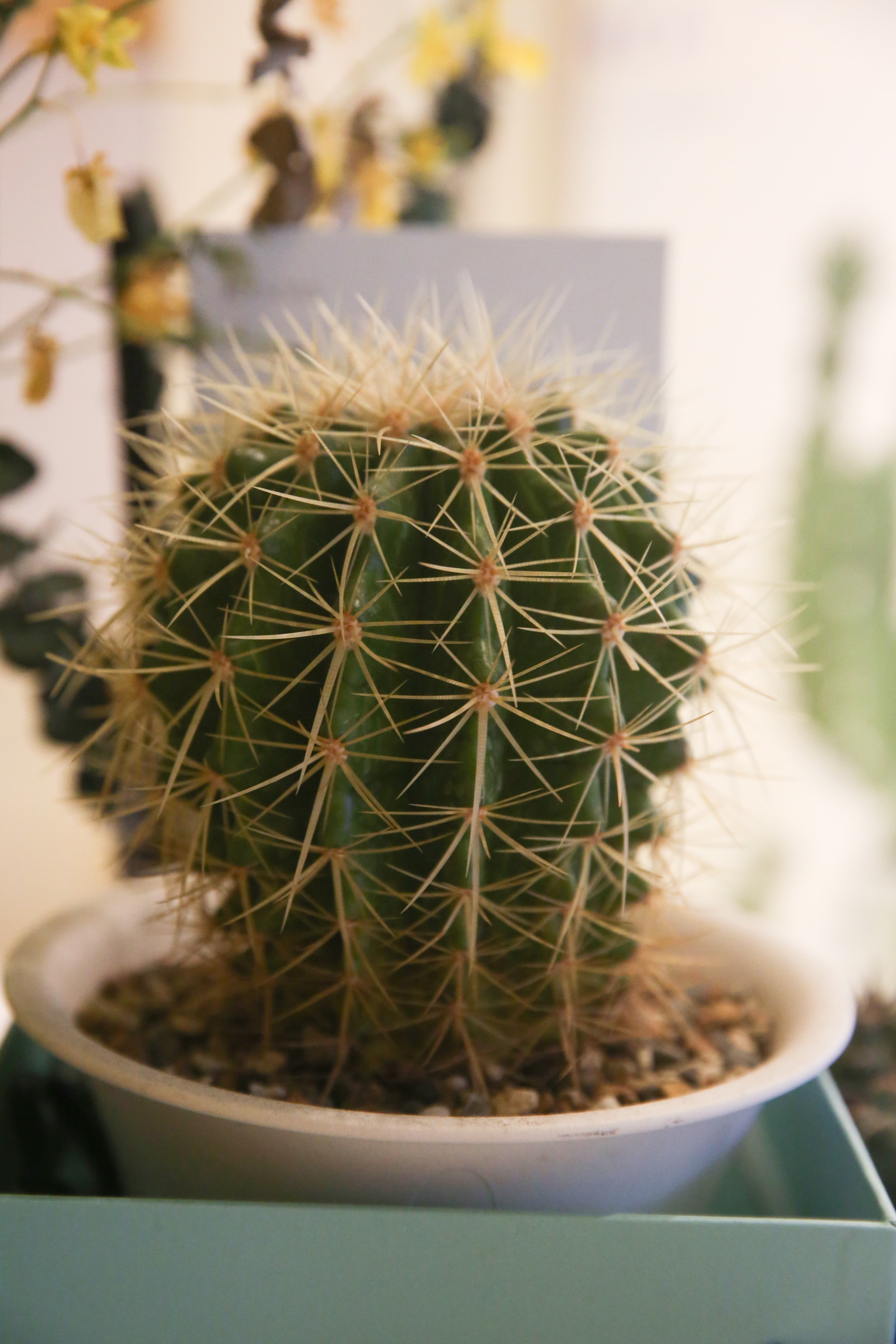 Cactus是仙人掌之意，給人溫暖、堅強的感覺，也是酒吧的主題。