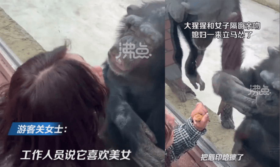 黑猩猩老婆殺到現場,沒想到原本上一秒還送飛吻的黑猩猩立刻擦嘴。(翻攝微博@沸點視頻)