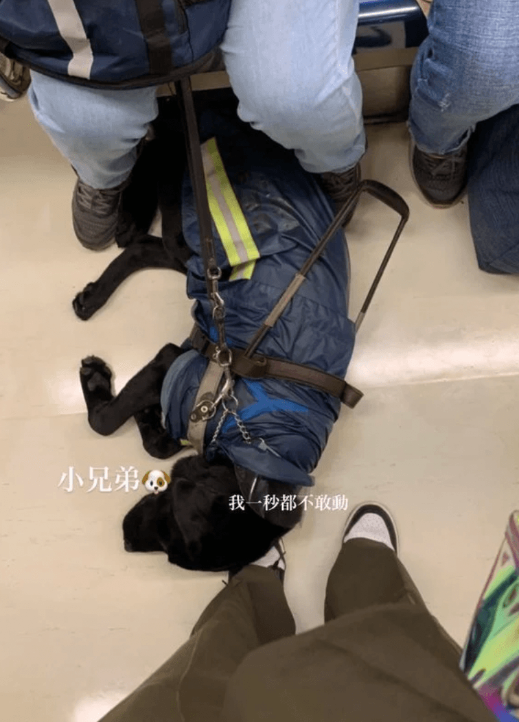導盲犬累壞了,在原po腳上睡得香甜。(翻攝自Dcard)