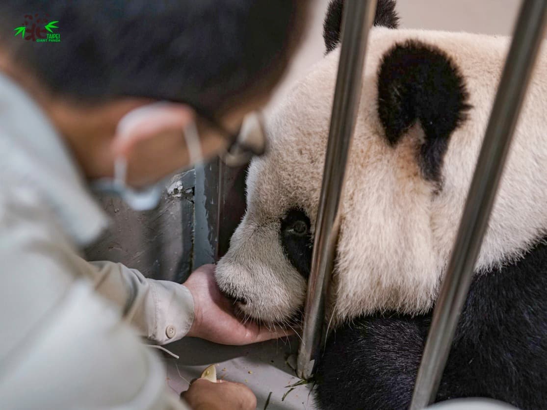 保育員在團團的糧食中增添營養品。(翻攝自台北市立動物園)