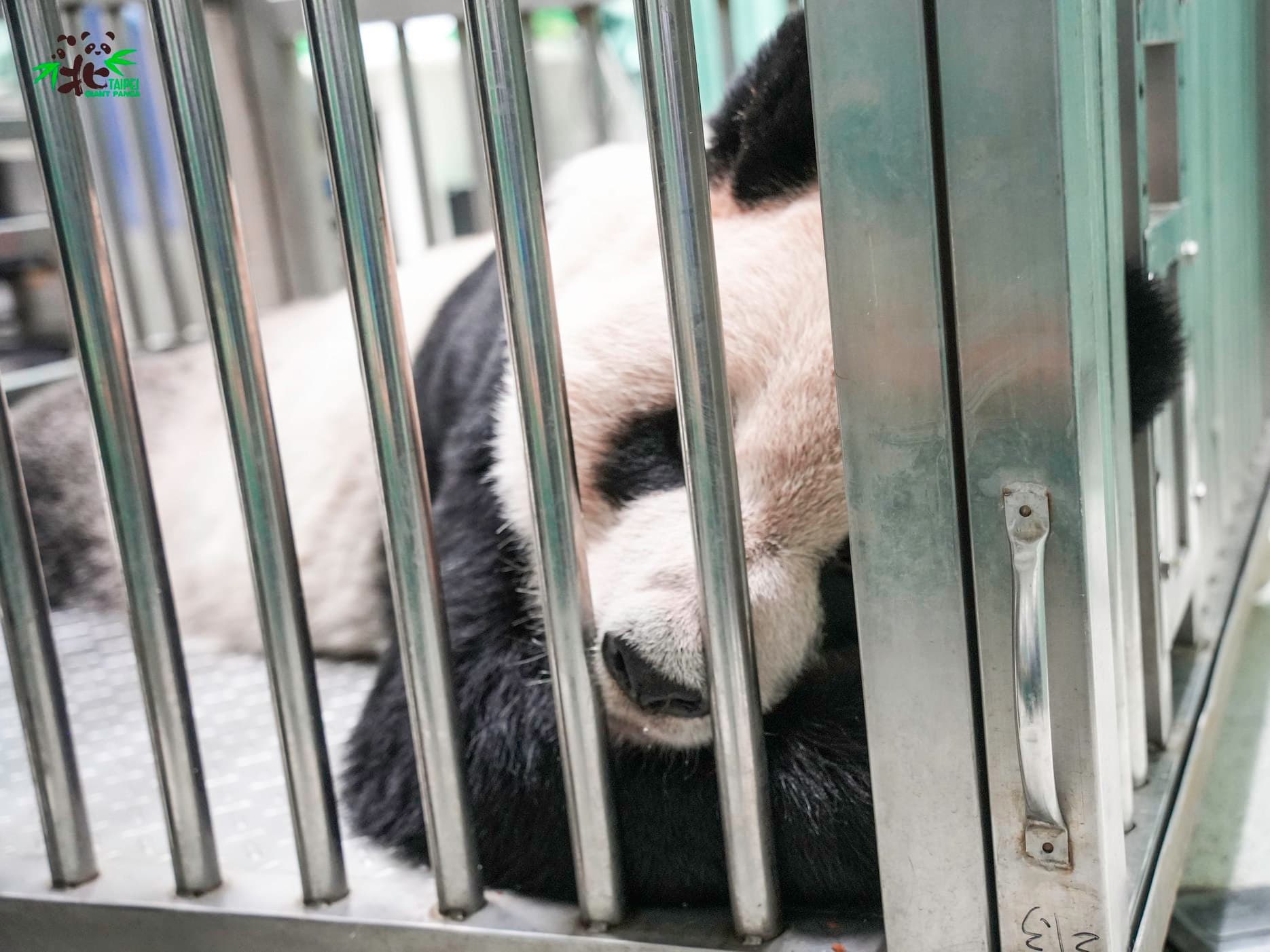 團團飽受腦部病變所苦。(翻攝自台北市立動物園)