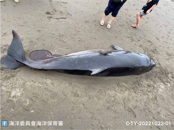 死亡幼鯨體態消瘦,研判已死亡1至2天,推測擱淺前就已死亡接著漂至笨港沙灘。(海洋委員會海洋保育署)