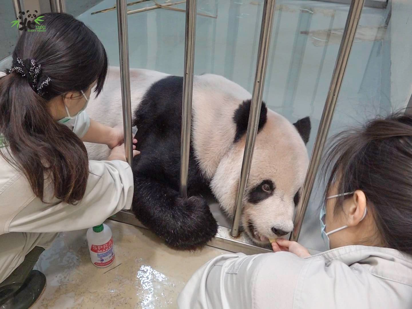 獸醫師幫「團團」打針。(台北市立動物園提供)