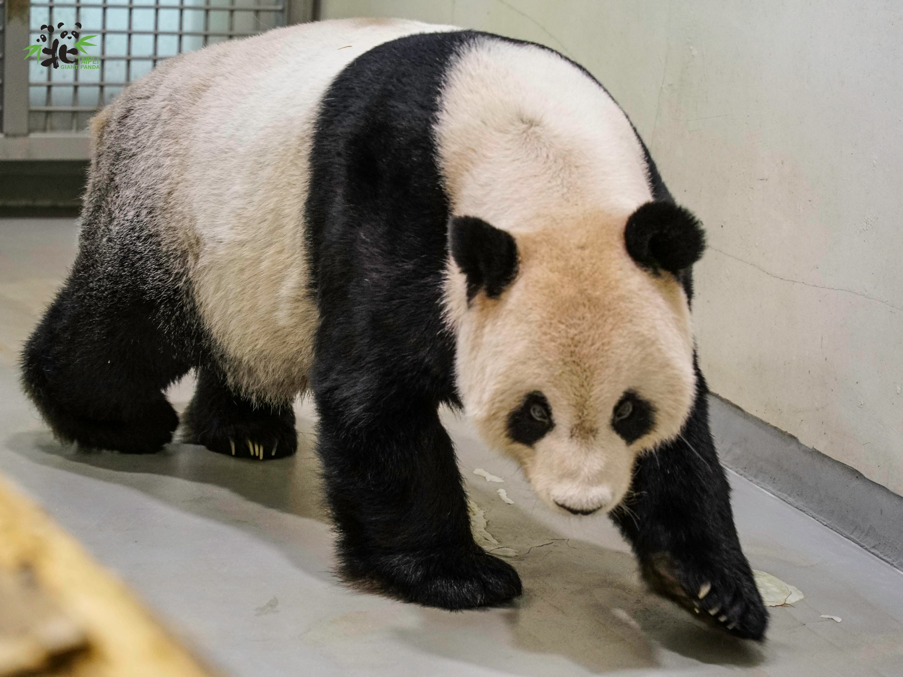 針對團團的病況,中國派2名專家來台交流。(翻攝自台北市立動物園)