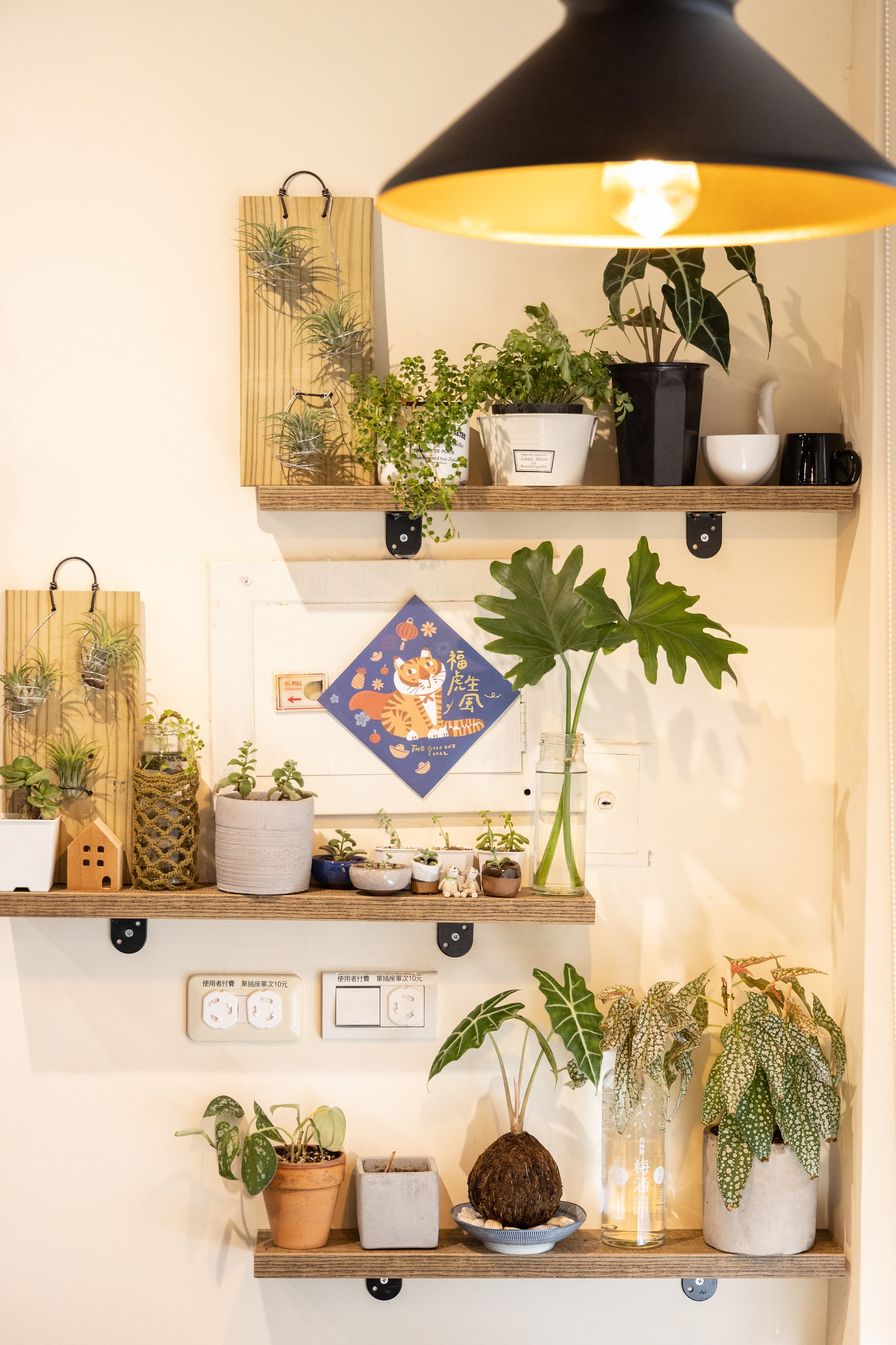 店內擺設許多綠色觀葉植物。